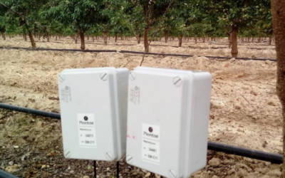 Sanzar Software applied in Olive: Reducing Costs and Boosting Yields in Tunisia and Spain!